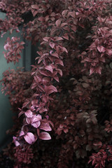 branch with red autumn leaf in the garden.