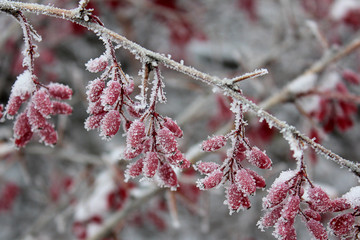 Red barberry (Berberis vulgaris, Berberis thunbergii, Latin Berberis Coronita) on cold snowy day....