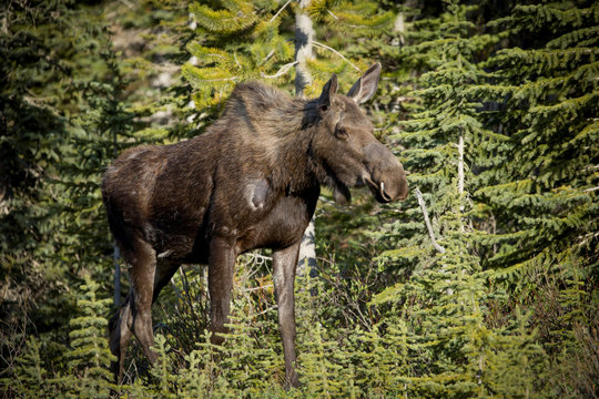 Moose young female.