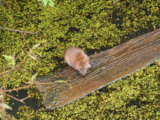 The rat got out of the water on a floating piece of wood.