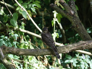 Female sparrowhawk (Accipiter nisus)