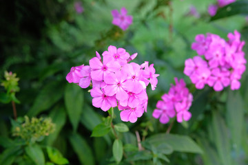 Purple bright flowers on blurry green background. Close up beautiful violet blooming flowers in lush greenery of garden.
