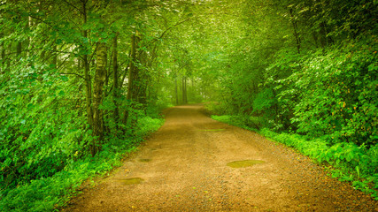 Droga w lesie wśród drze