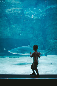 excited boy watching a shark in zoo