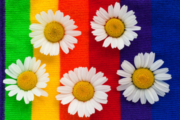 Obraz premium Chamomile flowers on a background of multicolored fabric 