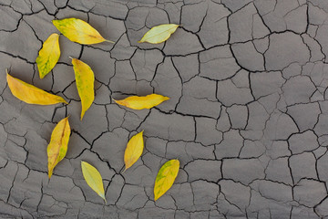  Background of cracked clay with yellowed leaves