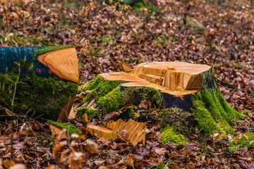 abgeschnittener Baum