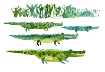 illustration of crocodile. Hand painted watercolor alligator illustration.