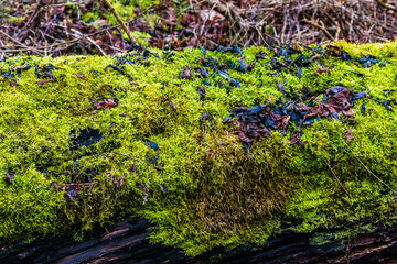 Baumstamm mit Moos überwuchert