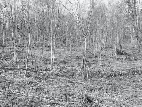 Fototapeta Young trees in forest