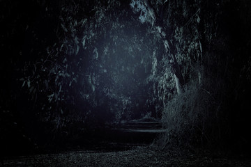 mysterious background of dark and haunted forest.