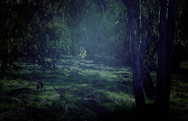 Fototapeta premium mysterious background of dark and haunted forest.