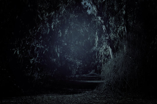 Fototapeta mysterious background of dark and haunted forest.