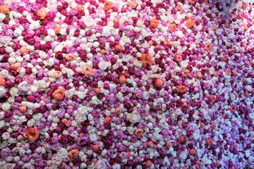 Pfingstrosen auf einer wand