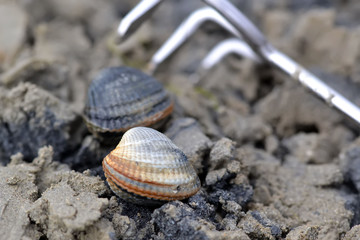 Bigorneaux et rateau de pêche
