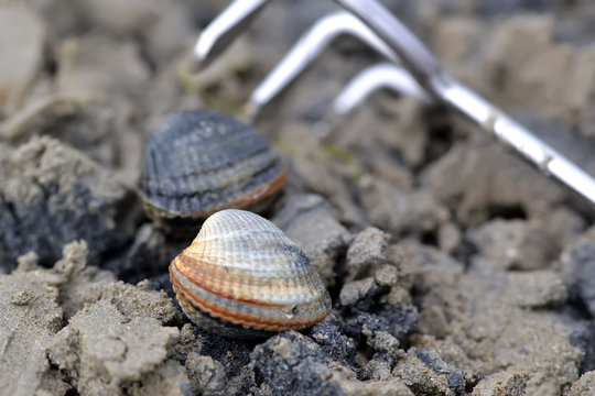 Bigorneaux et rateau de p&ecirc;che