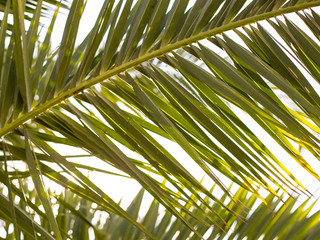 Closeup on green palm leaves border isolated on sky background, fresh exotic tree foliage, paradise beach, summer vacation and holiday concept