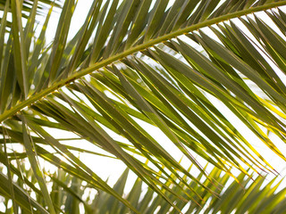 Closeup on green palm leaves border isolated on sky background, fresh exotic tree foliage, paradise...