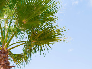 Fototapeta premium Green palm tree on blue sky background