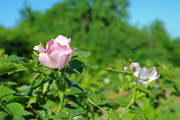Flowering bud of rose hips