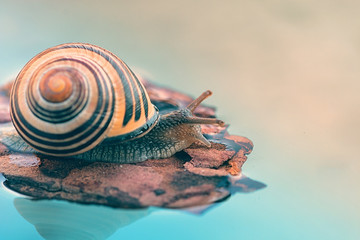 Beautiful snail pastel pattern