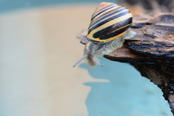 Beautiful snail pastel pattern