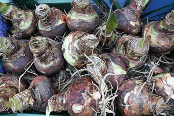Blumen auf dem Markt in Amsterdam in holland