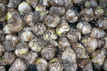 Blumen auf dem Markt in Amsterdam in holland