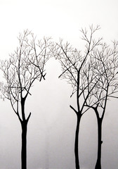 human silhouette in trees