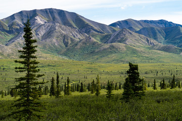 Lush green scenic view of the boreal tundra forest of Alaska's Denali National Park. The Alaska Range mountains in background