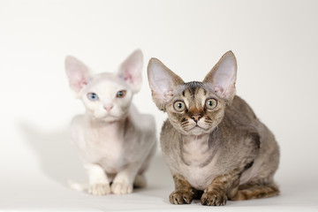 Devon Rex Kittens