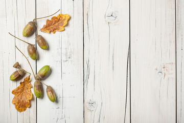 Autumn background with oak leaves and acorns