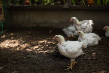 White chicken on a farm close-up. Photographed in daylight.