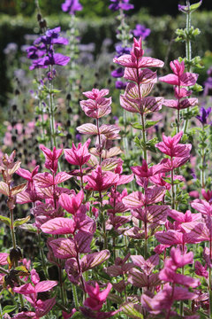 Bright pink bracts of Salvia viridis also known as Clary Sage, backlit by the sun, growing outdoors.