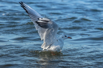 Möwe im wasser