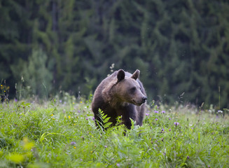 Brown bear