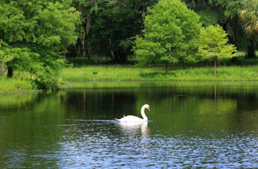 Beautiful summer and wildlife nature background. Landscape in green colors with beautiful white swan on a lake.