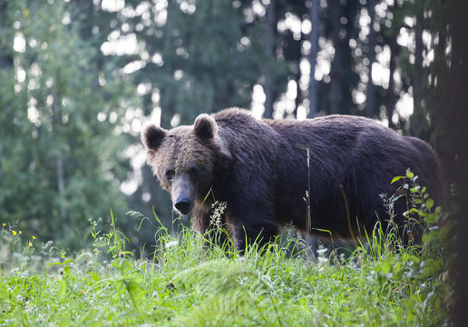 Brown bear