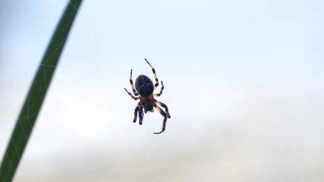 Garden spider with cross on back on web