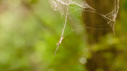 Abstract spiderweb on green background
