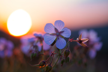 Summer field of flowers