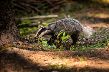 Naklejka premium Badger in forest, animal in nature habitat, Germany, Europe. Wild Badger, Meles meles, animal in the wood. Mammal in environment, rainy day.
