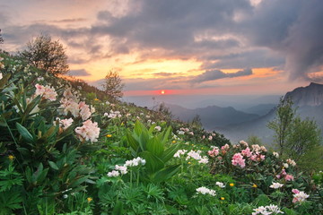 Obraz premium The blossoming slope of the mountain at sunset