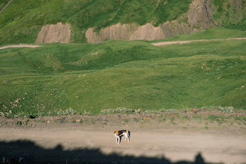 Dog trying to find his owner during a hot summer day.