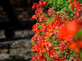 Red flowers along a wall with stylistic blur effect