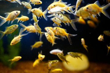 A flock of Goldfish swim in an aquarium