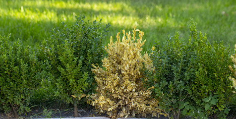 The twigs and leaves of boxwood turn yellow because of the sucking damage.