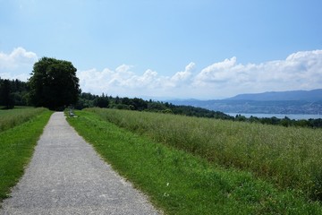 Fototapeta na wymiar wiese in zollikon am Zürichsee in der Schweiz im Kanton zürich