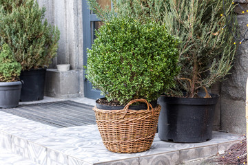 Coniferous plants at the entrance. Coniferous plants on the street.