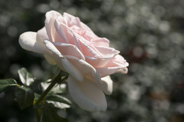 Weiße Rose von der Seite vor schönem Bokeh
